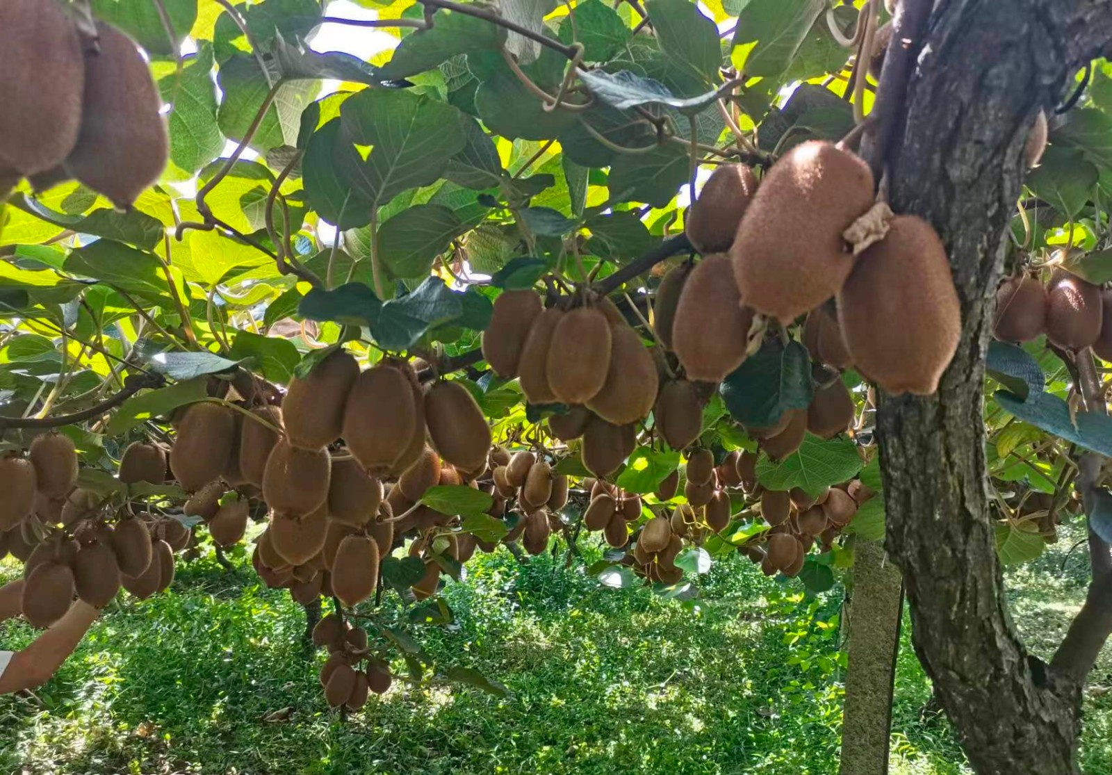 低利率吸引外资入场 熊猫债年内发行近1600亿创新高