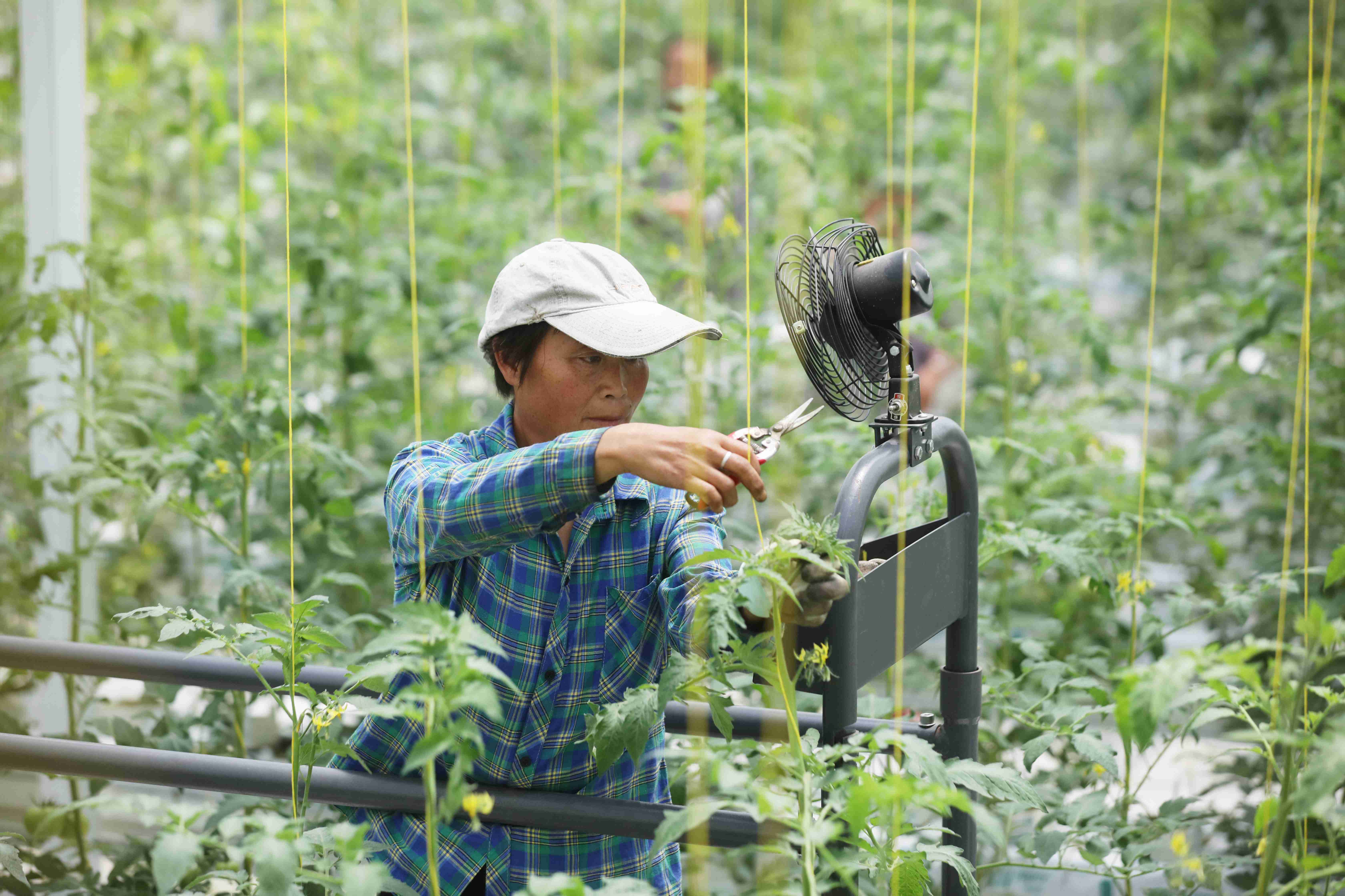 聚焦农业科技创新:植物工厂种出“智慧菜”