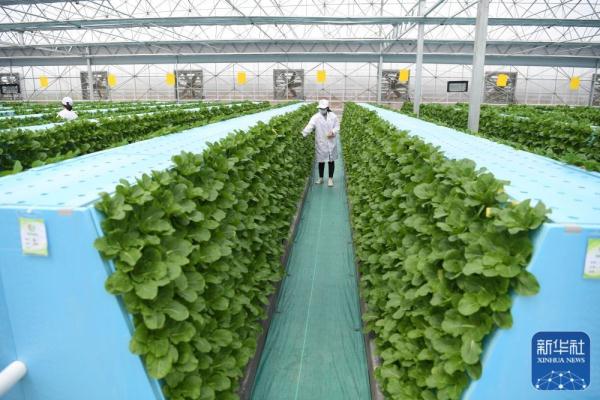 聚焦农业科技创新:植物工厂种出“智慧菜”