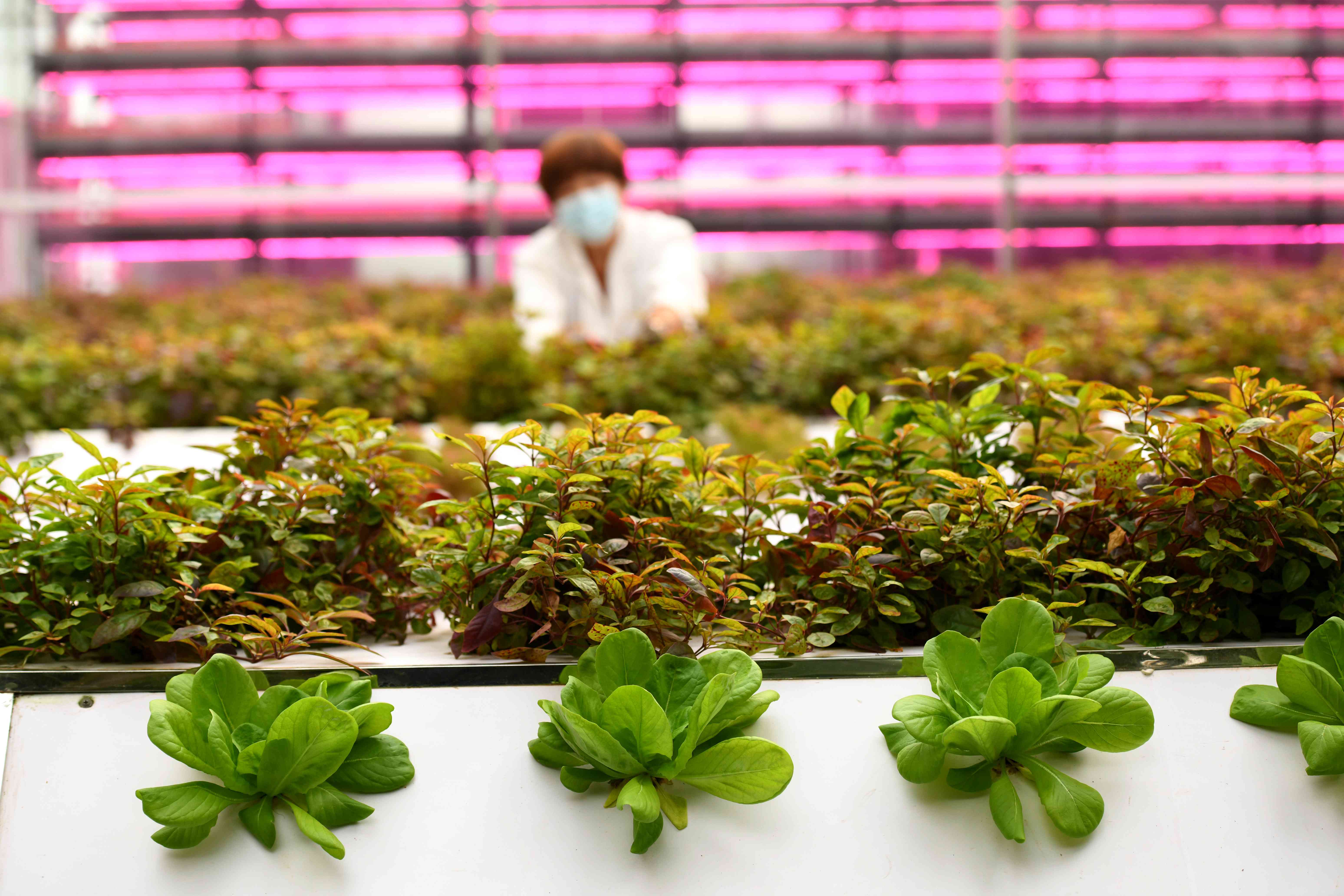 聚焦农业科技创新：植物工厂种出“智慧菜”