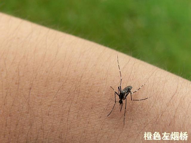 佛得角全国确诊3642例登革热病例