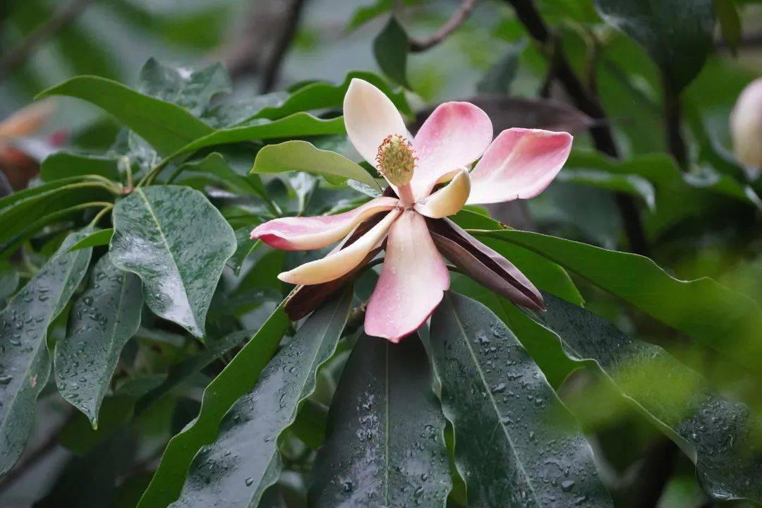 广西发现风筝果属植物新物种阳朔风筝果