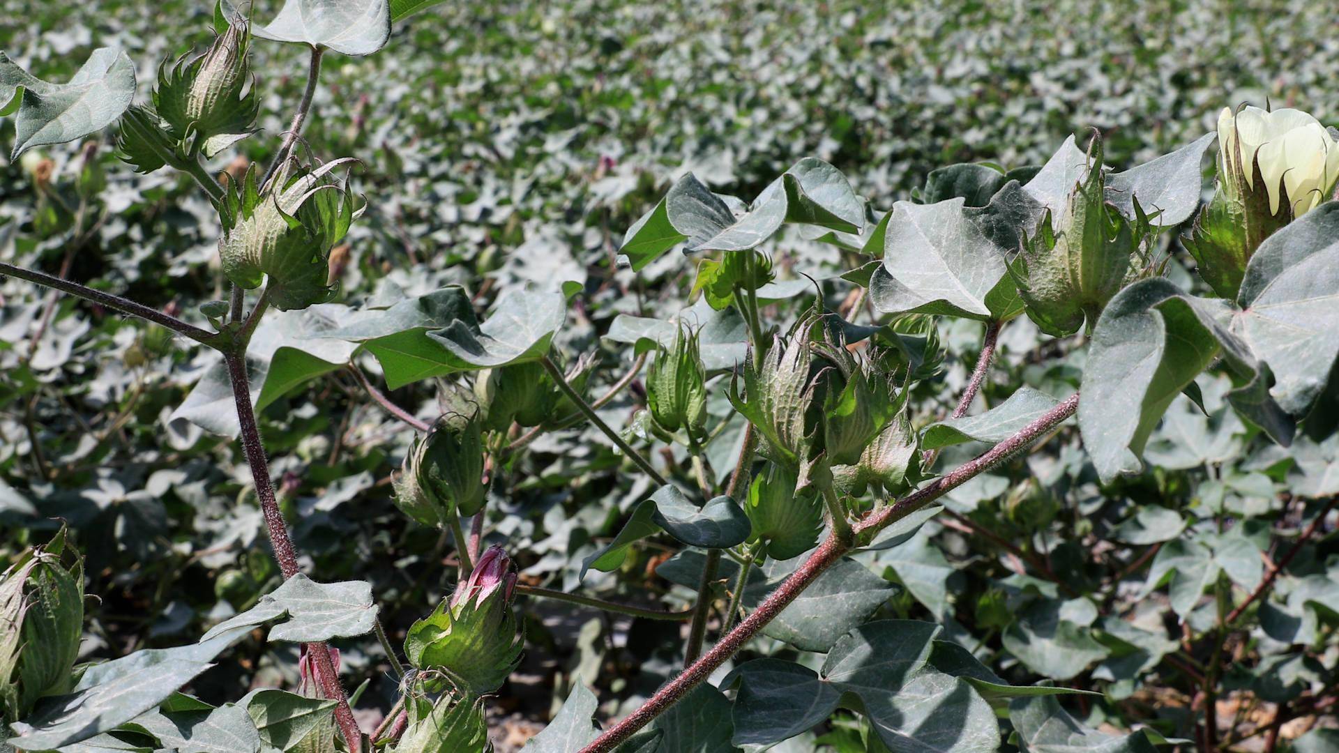 产经观察：鱼台县邀请省农技专家指导棉花田间管理