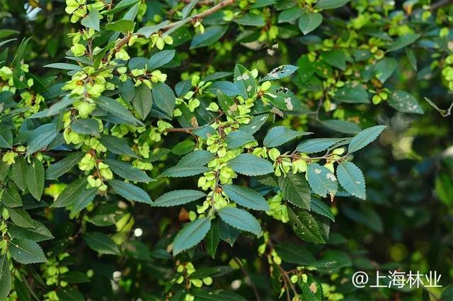 10月17日阔叶浆行业产能利用率为91.23%