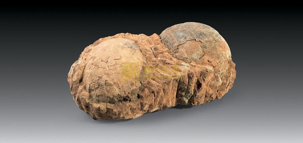 你见过29毫米的恐龙蛋吗?恐龙蛋化石家族添新成员“赣州迷你蛋”