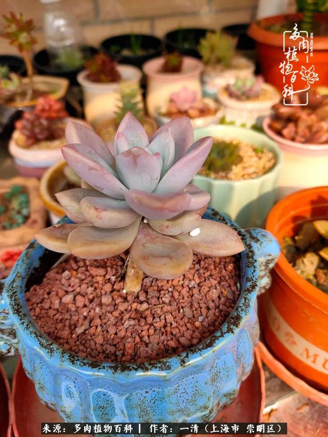 2024年10月19日绿沸石价格行情今日报价查询