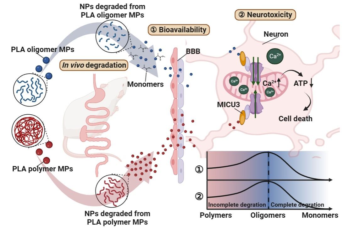 我国科研人员研制出一种可去除水中99.8%微塑料的新型材料
