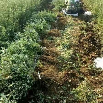 玻利维亚沙棘种植与利用技术境外培训班成功举办