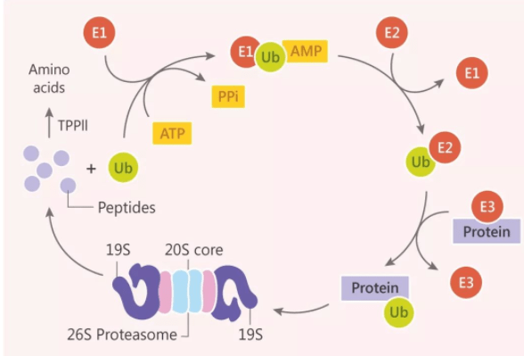云南白药获得发明专利授权:“一种靶向Nectin-4的环肽配体与核素标记化合物及应用”