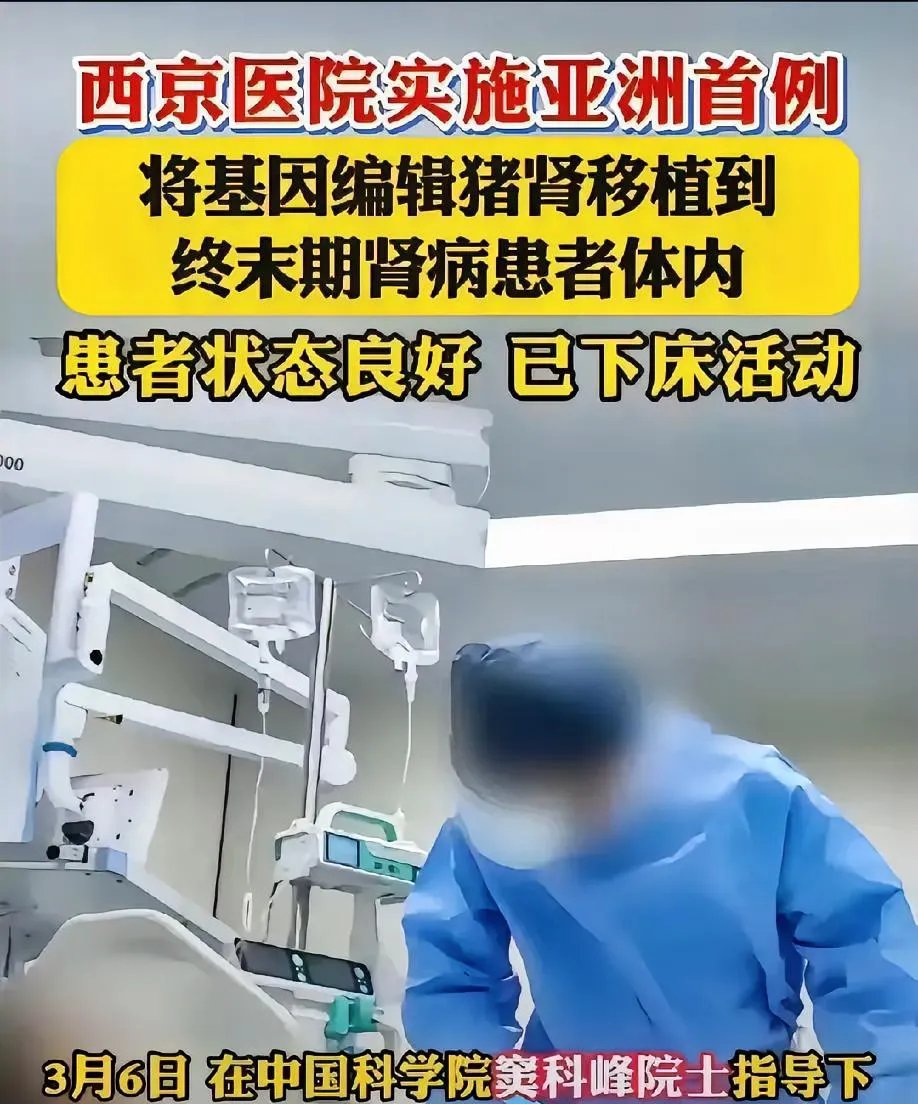 世界首例!中国团队将基因编辑猪肺成功移植人体