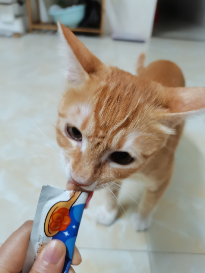 佩蒂股份中报营利双降:海外业务承压拖累全局,宠物主粮业务持续萎缩下,两大募投项目宣布延期