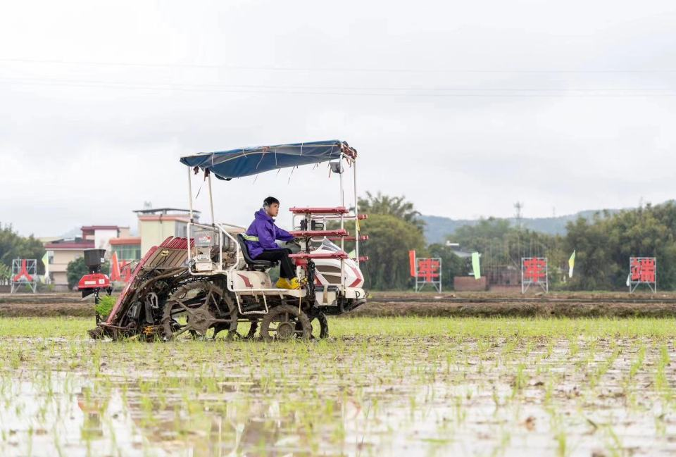 政策科技协同深耕细作20年 中国刷新百万亩级玉米单产纪录