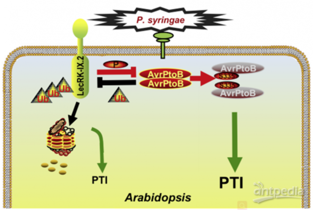 病原菌入侵植物能“自救”?中国科研人员发现菌植协同抗病机制