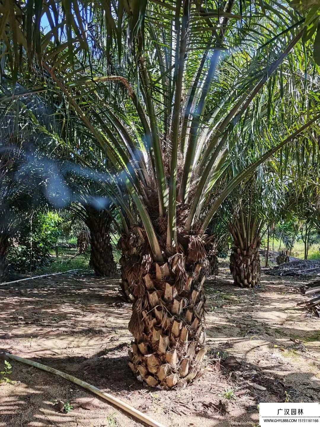 加纳投入5亿美元扩大油棕种植