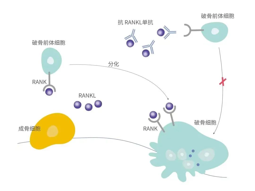 复宏汉霖帕妥珠单抗生物类似药获欧盟批准 ；石药集团注射用两性霉素B脂质体在欧获批|医药早参